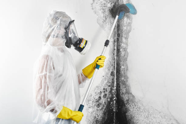  Bells, TN Mold Removal Pros