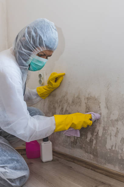 Best Environmental Consulting for Mold Prevention  in Bells, TN